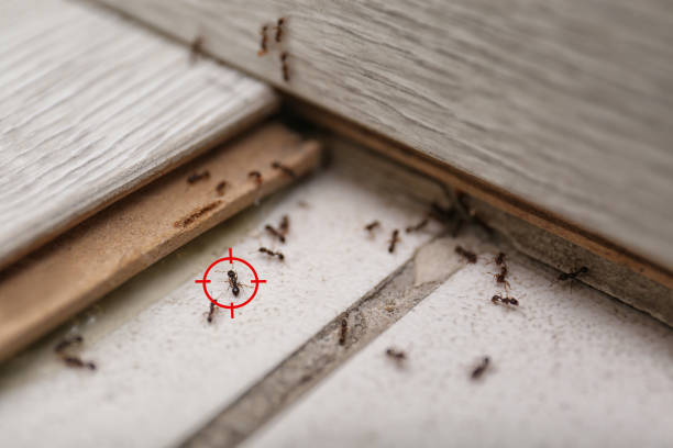 Pest Prevention Services in West Middlesex, PA